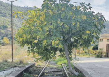 FERROVIA ALCANTARA – RANDAZZO: UN GREGGE E UN ALBERO “SORVEGLIANO” I BINARI «IL FUTURO E’ IL TURISMO»