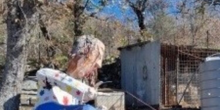 CESARÓ: ETERNIT E RIFIUTI SPECIALI IN DISCARICA ABUSIVA, DUE DENUNCIATI