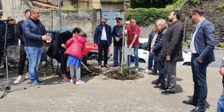 RANDAZZO: ALBERO PIANTATO IN PIAZZA LORETO «PER RICORDARE GIOVANNI FALCONE»
