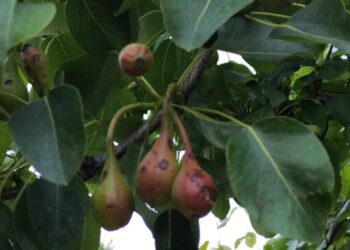 MANIACE IN GINOCCHIO PER LA GRANDINE IMPOSSIBILE VENDERE PESCHE E PERE