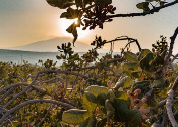 BRONTE: IL PISTACCHIO E’ PRONTO A SPICCARE IL VOLO