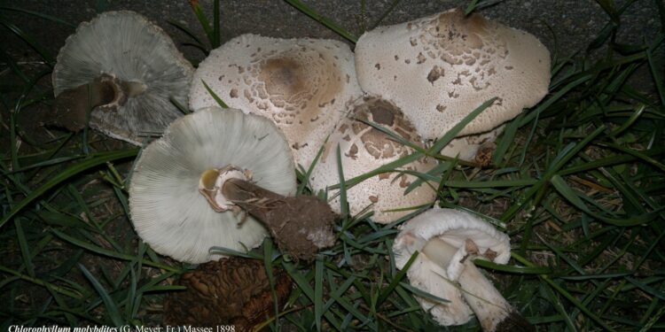 9 CASI DI AVVELENAMENTO DA FUNGHI NEI GIORNI SCORSI, L’ASP RACCOMANDA DI CONSUMARE FUNGHI CERTIFICATI