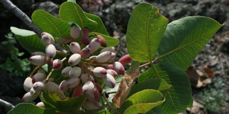 BRONTE: FIRRARELLO CHIEDE AL PREFETTO MAGGIORI CONTROLLI DURANTE LA RACCOLTA DEL PISTACCHIO