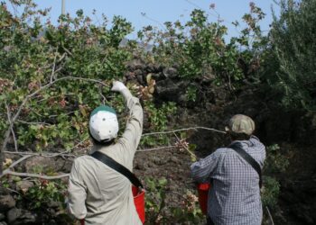 BRONTE: INIZIA LA RACCOLTA DEL PISTACCHIO, ANCORA OGGI COME 100 ANNI FA TUTTO SI FA MANUALMENTE