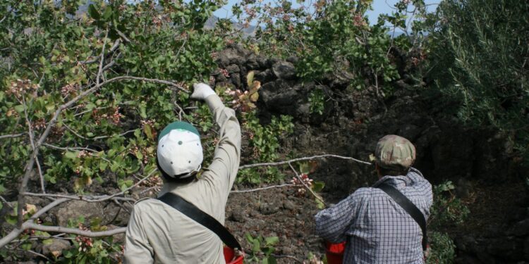 BRONTE: INIZIA LA RACCOLTA DEL PISTACCHIO, ANCORA OGGI COME 100 ANNI FA TUTTO SI FA MANUALMENTE