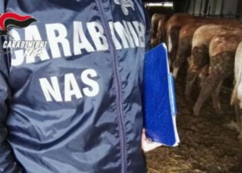 PROVINCIA DI CATANIA: I NAS SEQUESTRANO OVINI E SUINI