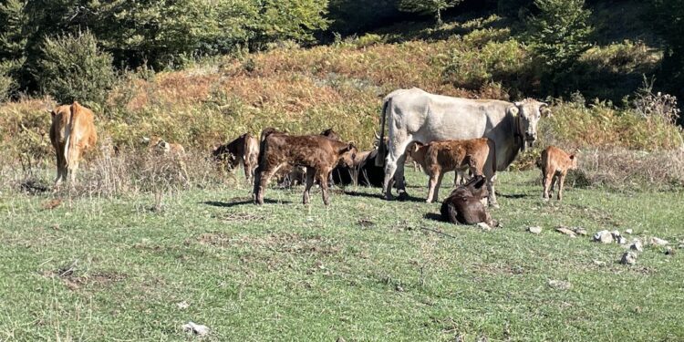 MANIACE: ALLARME BRUCELLOSI IN SICILIA, «L’UNICA ARMA E’ LA VACCINAZIONE»