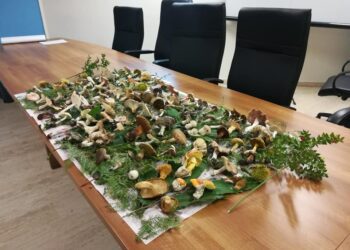 ASP CATANIA. DAL 2 MAGGIO IN FUNZIONE GLI ISPETTORATI MICOLOGICI
