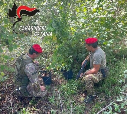 CASTIGLIONE DI SICILIA: CANNABIS TRA I VIGNETI, ARRESTATO 50ENNE