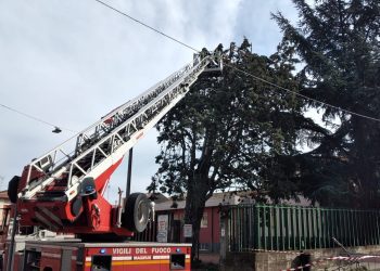 RANDAZZO: ALBERO PERICOLANTE IN VIA G. BASILE, INTERVENTO DEI VVF – LE FOTO