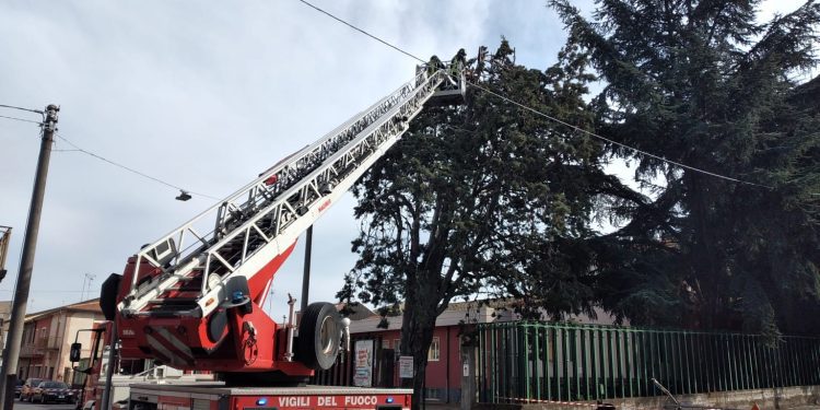 RANDAZZO: ALBERO PERICOLANTE IN VIA G. BASILE, INTERVENTO DEI VVF – LE FOTO