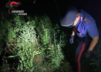 PIEDIMONTE ETNEO: CARABINIERI CHIAMATI PER MALTRATTAMENTO DI ANIMALI TROVANO 20 PIANTE DI MARIJUANA – LE FOTO